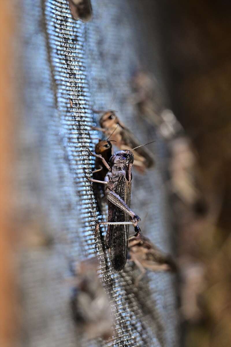 Antalya’da üretilen böcekler Konya’da köpek mamasına dönüşüyor 4